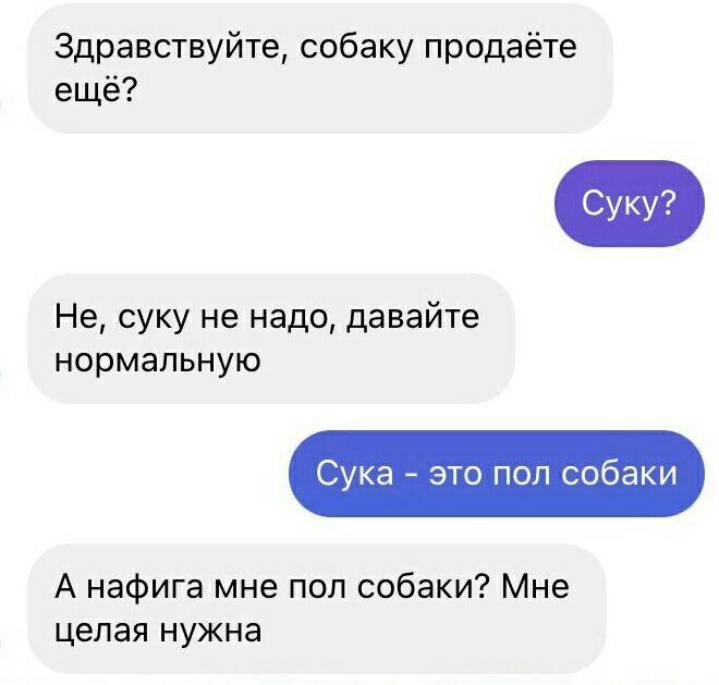 Здравствуйте собаку продаёте ещё Не суку не надо давайте нормальную Сук зто поп собаки А нафига мне поп собаки Мне целая нужна