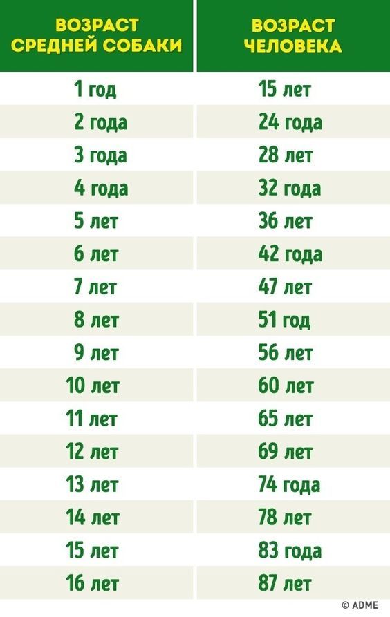 1 год 2 года 3 года 4 года 5 лет 6 лет 7 лет 8 лет 9 лет 10 лет 11 лет 12 лет 13 лет 14 лет 15 лет 16 лет 15 лет 24 года 28 лет 32 года 36 лет 42 года 117 мт 51 год 56 лет 60 лет 65 лет 69 лет 75 года 78 лет 83 года 87 лет аши