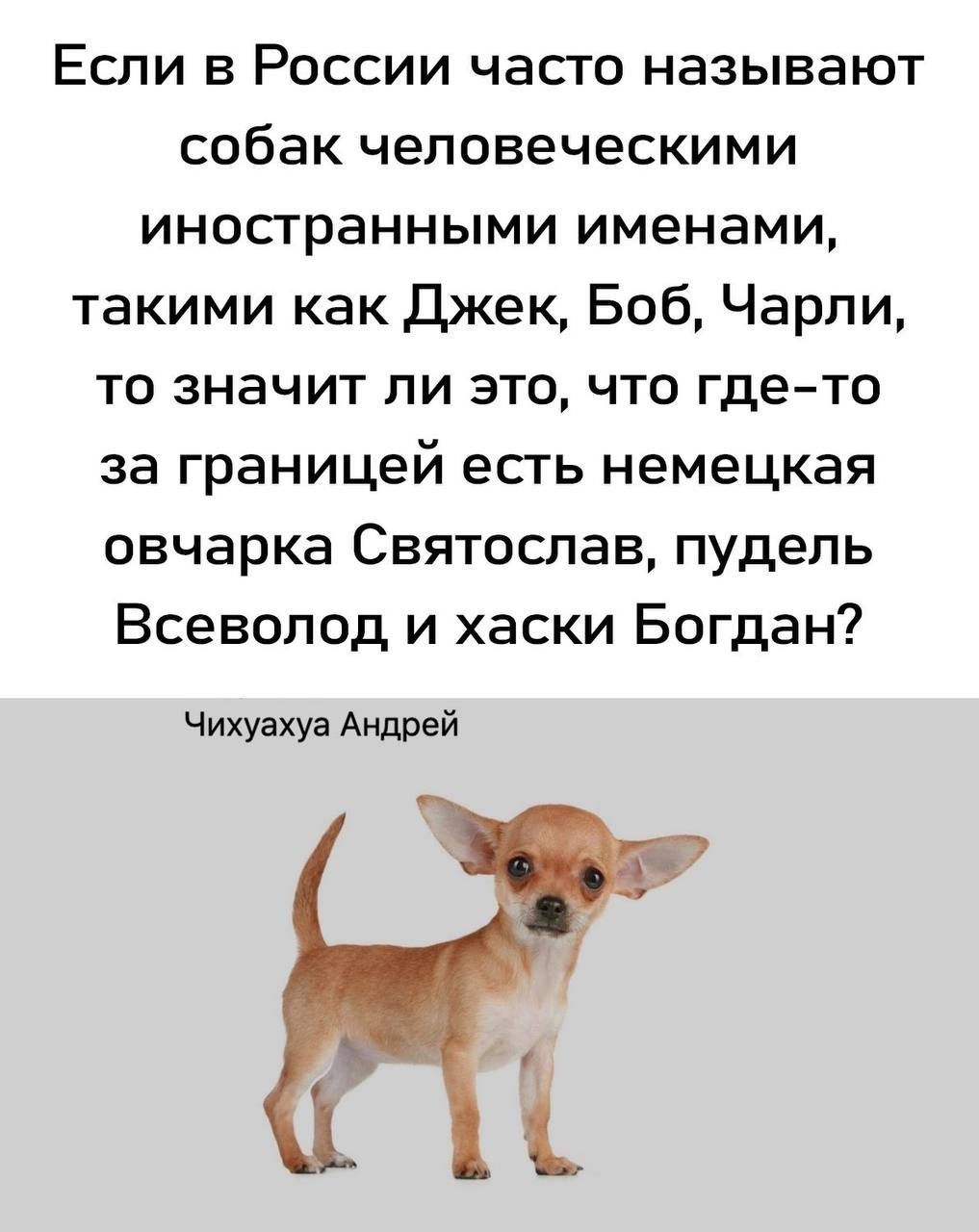 Если в России часто называют собак человеческими ИНОСГраННЫМИ именами такими как джек Боб Чарли то значит ли это что гдето за Границей ЕСТЬ немецкая овчарка СВЯТОСПЭВ пудель Всеволод и хаски Богдан Чихуахуа Андрей