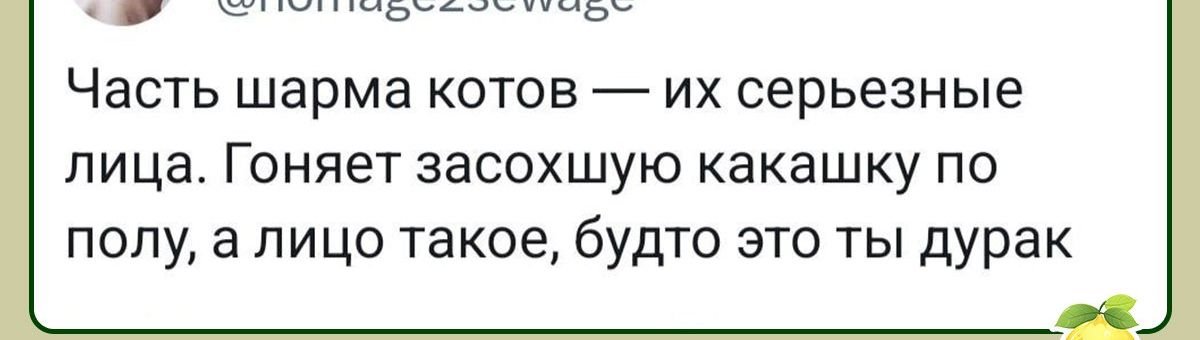 5_5 Часть шарма котов их серьезные лица Гоняет засохшую какашку по полу 3 лицо такое будто это ты дурак