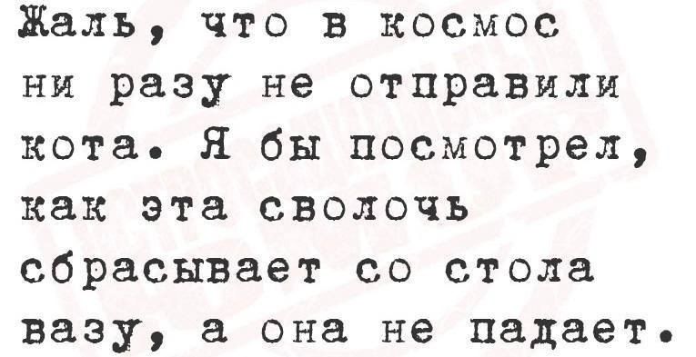 Жаль что в космос ни разу не отправили кота Я бы посмотрел как эта сволочь сбрасывает со стола вазу а она не падает