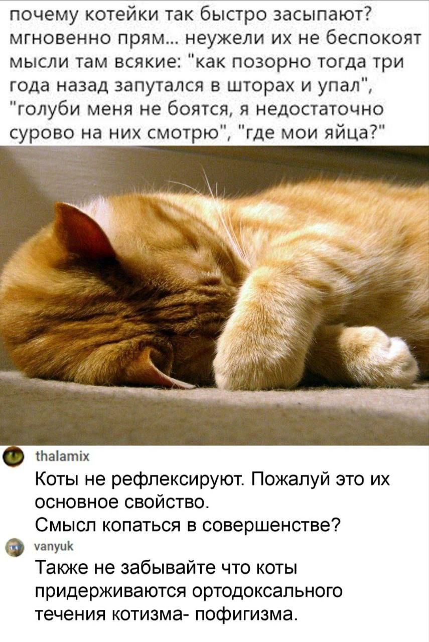 почему котейки так быстро засыпают мгновенно прям неужели их не беспокоят мысли там всякие как позорно тогда три года назад запутался в шторах и упал голуби меня не боятся я недостаточно сурово на них смотрю где мои яйца 1вайатих Коты не рефлексируют Пожалуй это их основное свойство Смысл копаться в совершенстве угтунк Также не забывайте что коты п