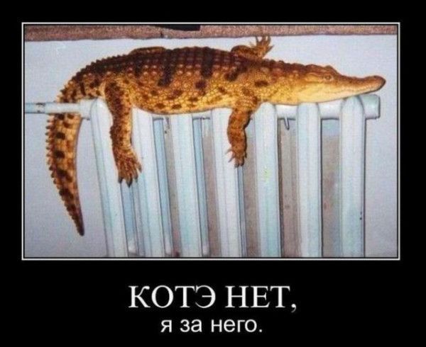КОТЭ НЕТ я за него