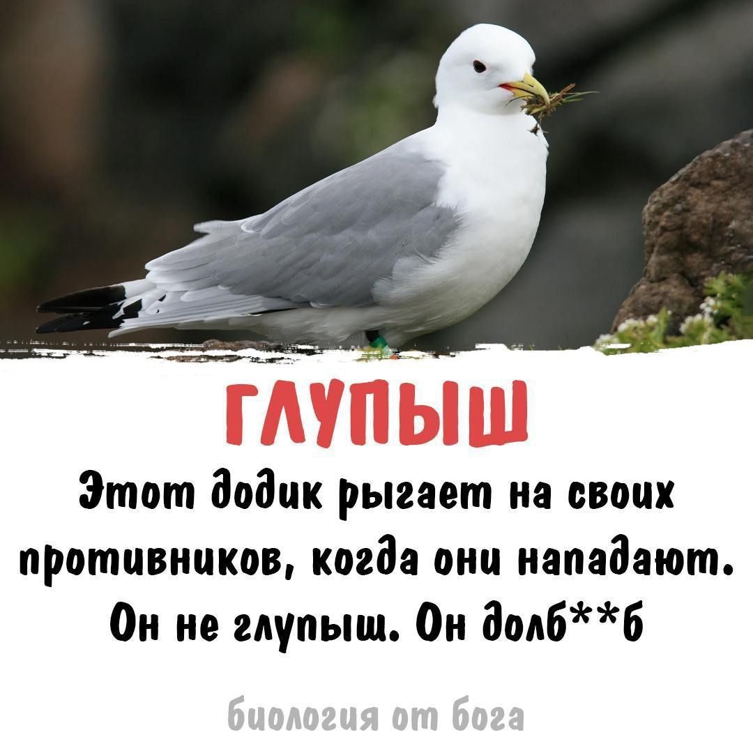 Этот додик рыгает на своих противников когда они нападают Он не глупыш Он долбб