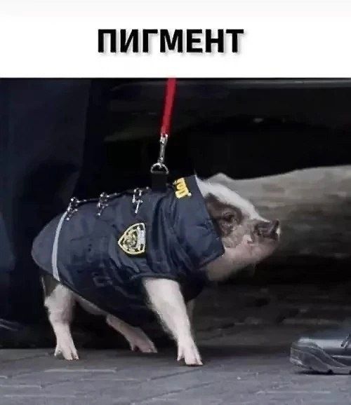 ПИГМЕНТ