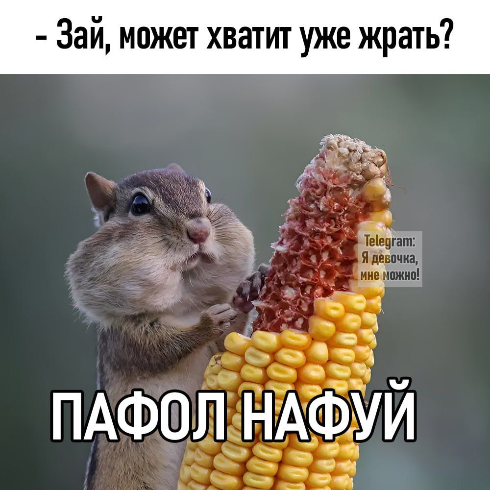 Зай может хватит уже жрать