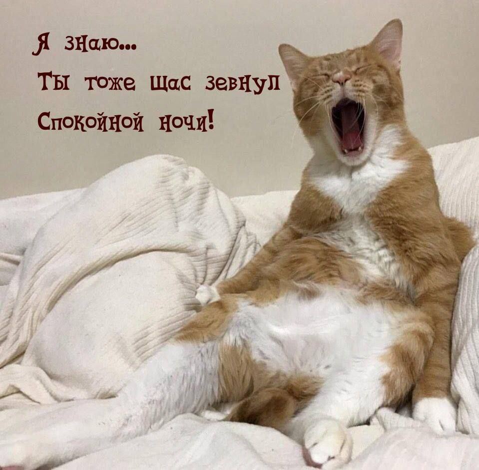 Я зНаю ТЫ тоже Щас зевнул Спокойной ночи