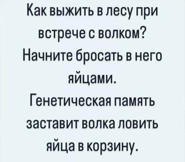 Как выжить в лесу при встрече с волком Начните бросать в него яйцами Генетическая память заставит волка ловить яйца в корзину