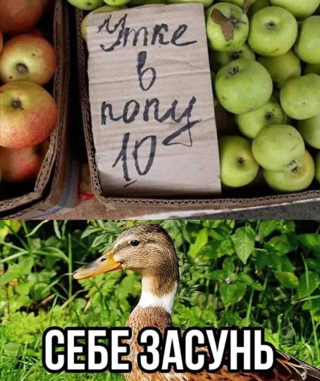 сЕБЕ зАсунь об ы А