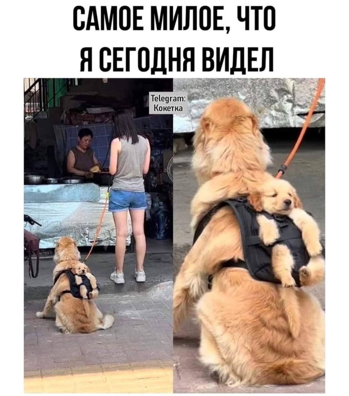 САМОЕ МИЛОЕ ЧТО Я СЕГОДНЯ ВИДЕЛ