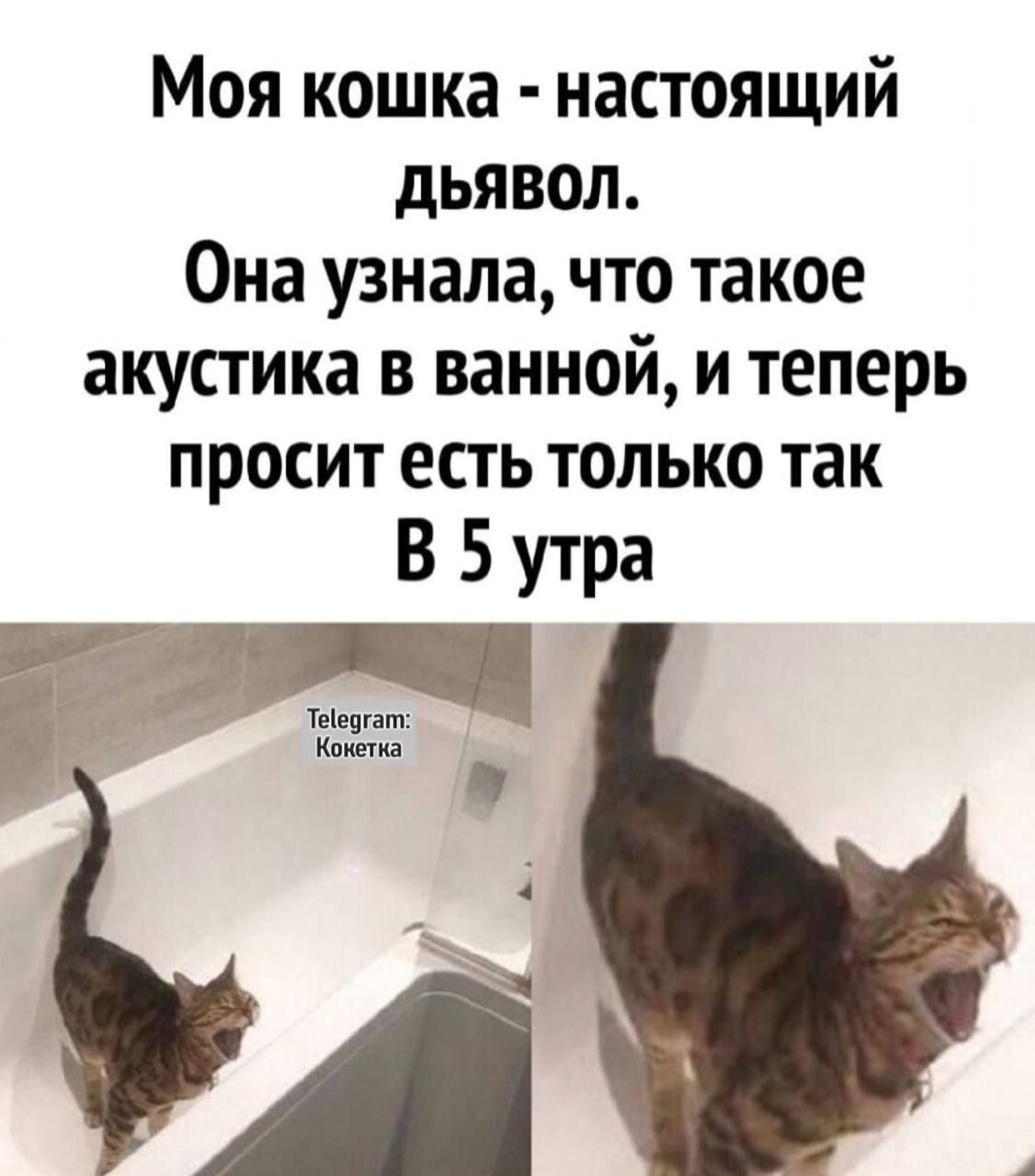 Моя кошка настоящий дьявол Она узнала что такое акустика в ванной и теперь просит есть только так В 5 утра Теедгат Конетка