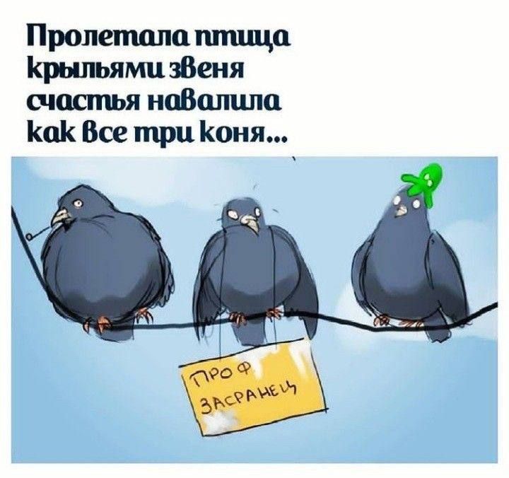 Пролетала птица Крыльями звеня счастья новалила КаоК Все три Коня