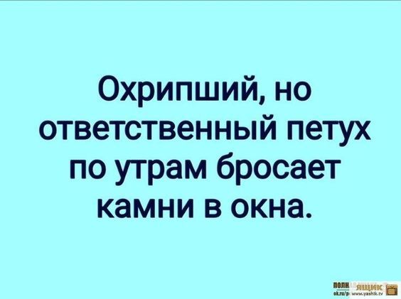 Охрипший но ответственный петух по утрам бросает камни в окна