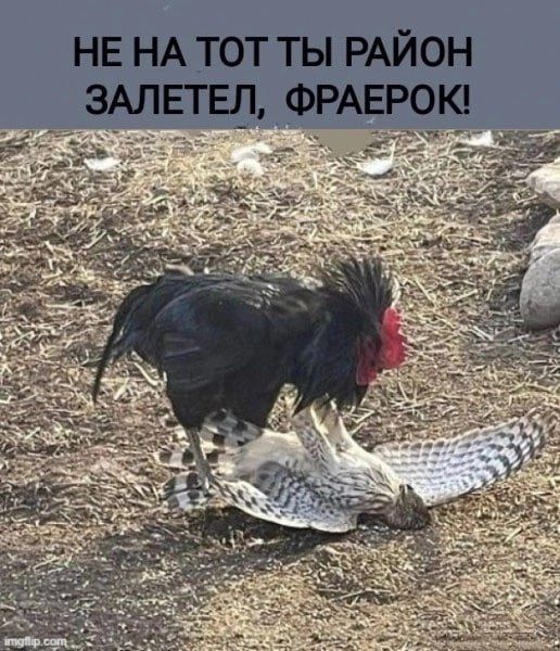 НЕ НА Тот ТЫ РАЙОН ЗАЛЕТЕЛ, ФРАЕРОК!