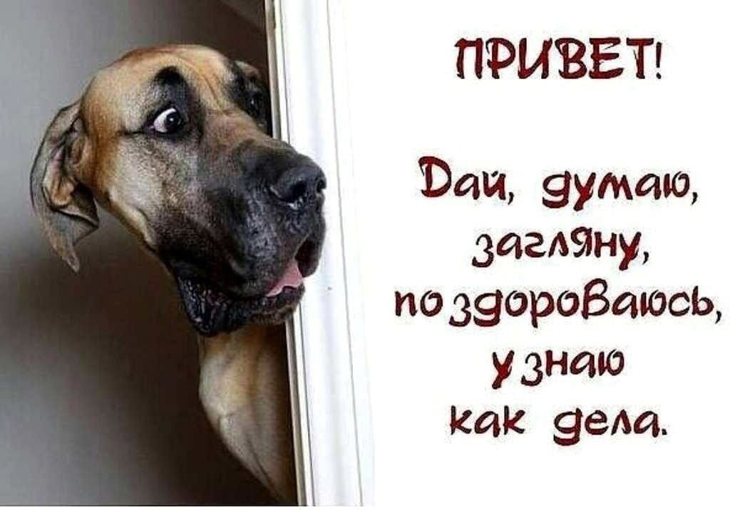 ПРИВЕТ!
Дай, думаю, загляну, поздороваюсь, узнаю как дела.