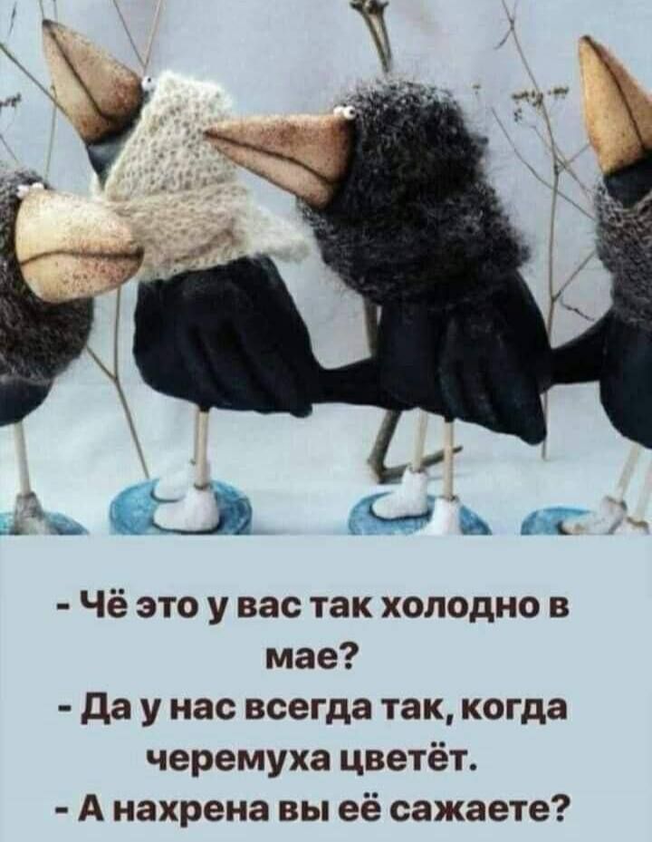 - Чё это у вас так холодно в мае?
- Да у нас всегда так, когда черемуха цветёт.
- А нахрена вы её сажаете?