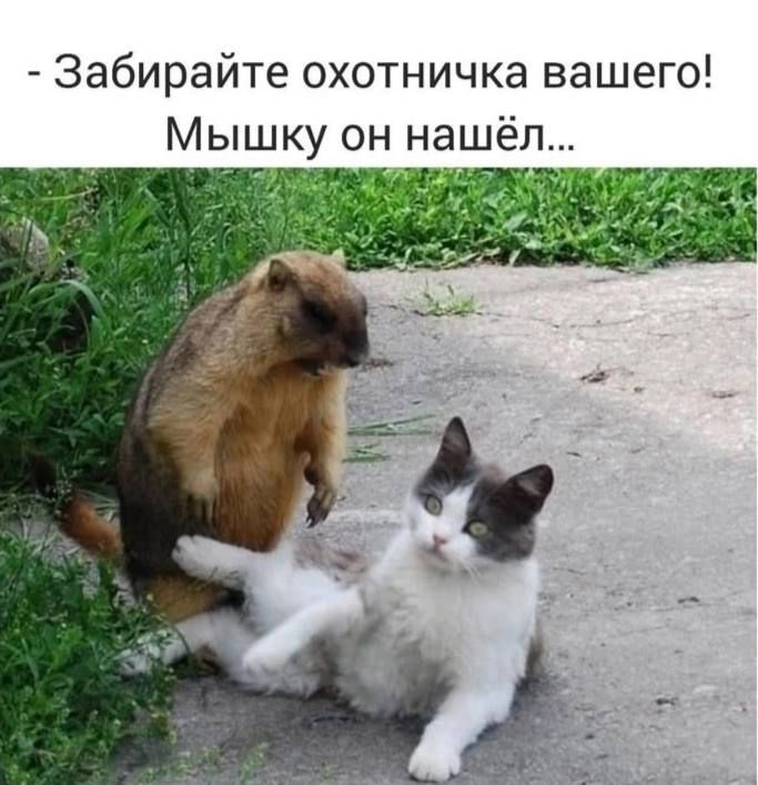 - Забирайте охотничка вашего! Мышку он нашёл...