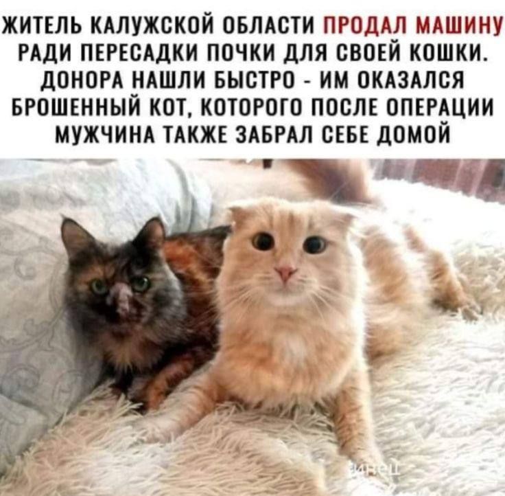 ЖИТЕЛЬ КАЛУЖСКОЙ ОБЛАСТИ ПРОДАЛ МАШИНУ РАДИ ПЕРЕСАДКИ ПОЧКИ ДЛЯ СВОЕЙ КОШКИ. ДОНОРА НАШЛИ БЫСТРО - ИМ ОКАЗАЛСЯ БРОШЕННЫЙ КОТ, КОТОРОГО ПОСЛЕ ОПЕРАЦИИ МУЖЧИНА ТАКЖЕ ЗАБРАЛ СЕБЕ ДОМОЙ