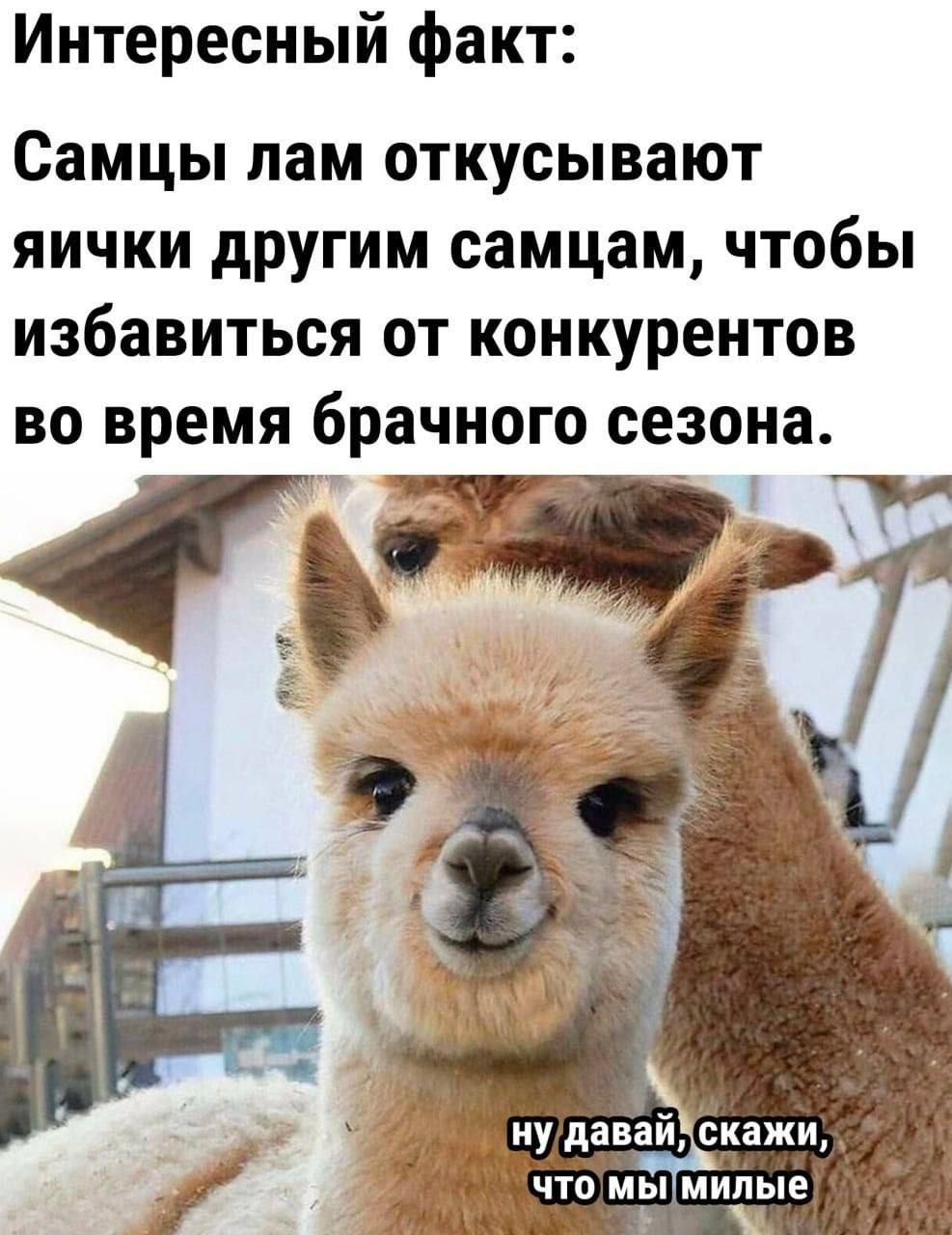 Интересный факт: Самцы лам откусывают яички другим самцам, чтобы избавиться от конкурентов во время брачного сезона.
ну давай, скажи, что мы милые