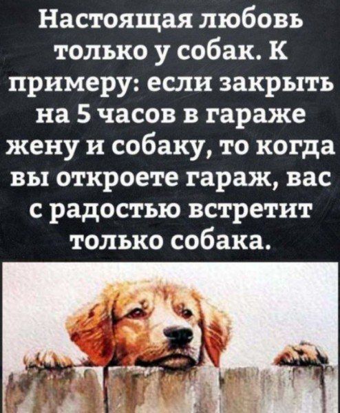 Настоящая любовь только у собак. К примеру: если закрыть на 5 часов в гараже жену и собаку, то когда вы откроете гараж, вас с радостью встретит только собака.