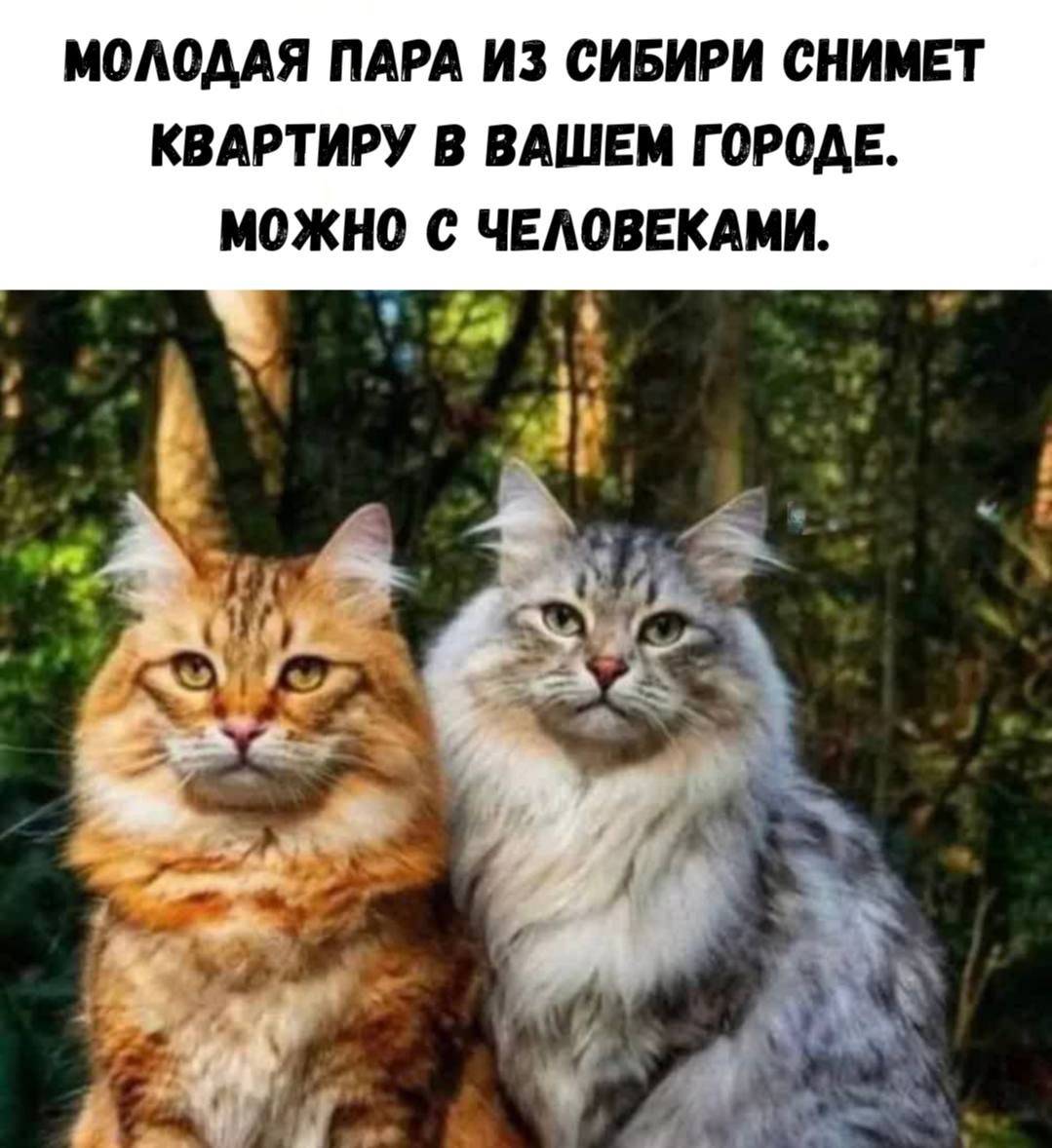 Молодая пара из Сибири снимет квартиру в вашем городе. Можно с людьми.