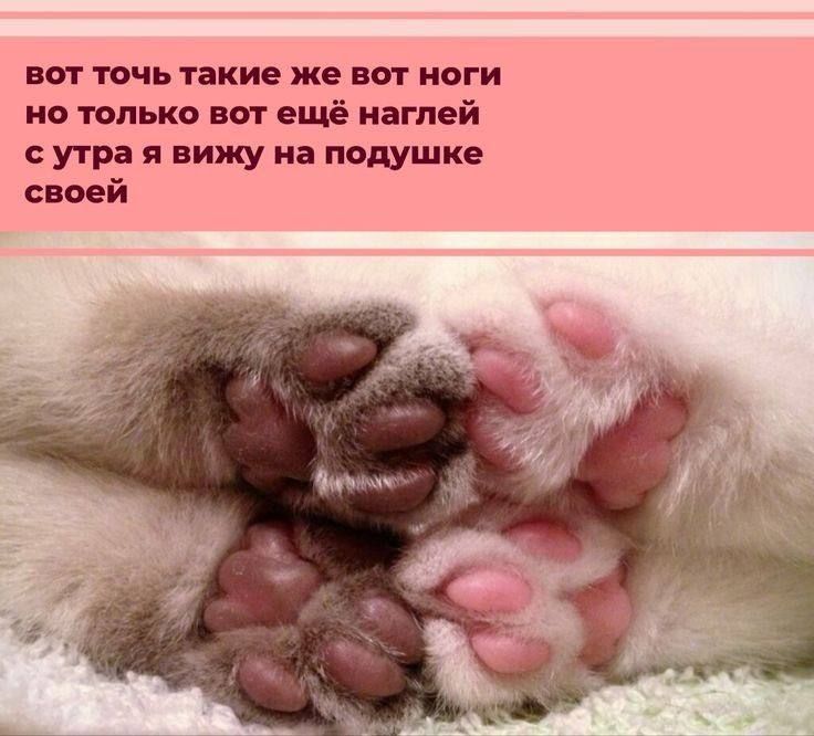 вот точь такие же вот ноги
но только вот ещё нáглей
с утра я вижу на подушке
своей