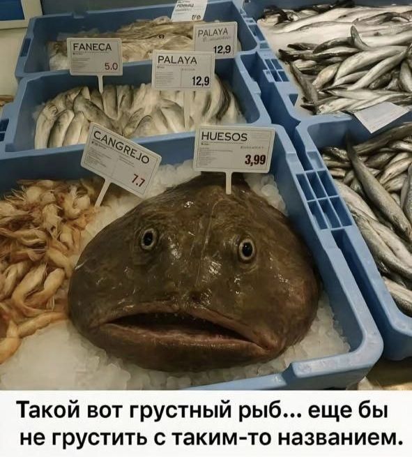 Такой вот грустный рыб... еще бы не грустить с таким-то названием.