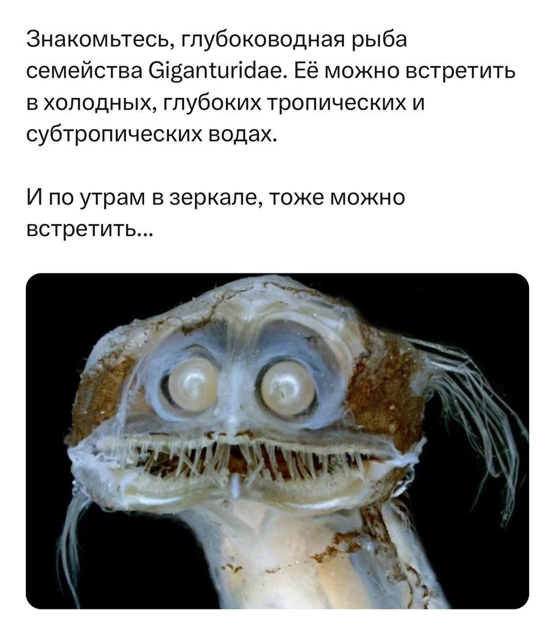 Знакомьтесь, глубоководная рыба семейства Giganturidae. Её можно встретить в холодных, глубоких тропических и субтропических водах.

И по утрам в зеркале, тоже можно встретить...