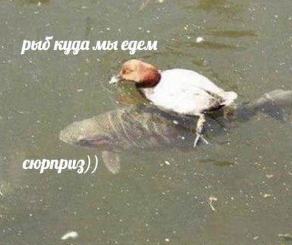 рыб куда мы едем сюрприз))