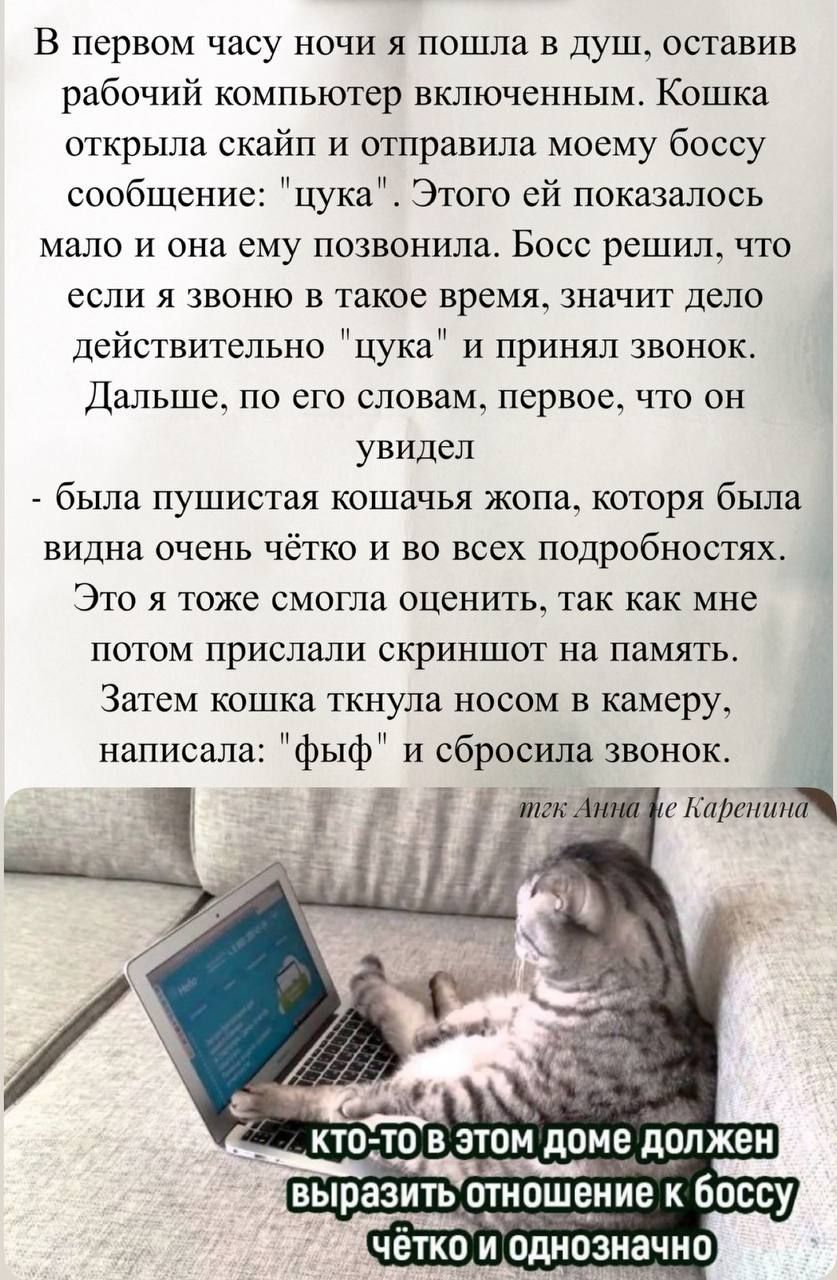 В первом часу ночи я пошла в душ, оставив рабочий компьютер включенным. Кошка открыла скайп и отправила моему боссу сообщение: 