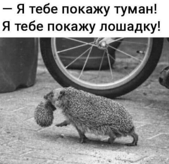 — Я тебе покажу туман! Я тебе покажу лошадку!