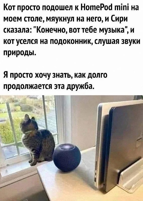 Кот просто подошел к HomePod mini на моем столе, мяукнул на него, и Siri сказала: 