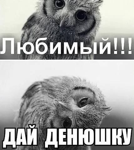 Любимый!!!
Дай денюшку