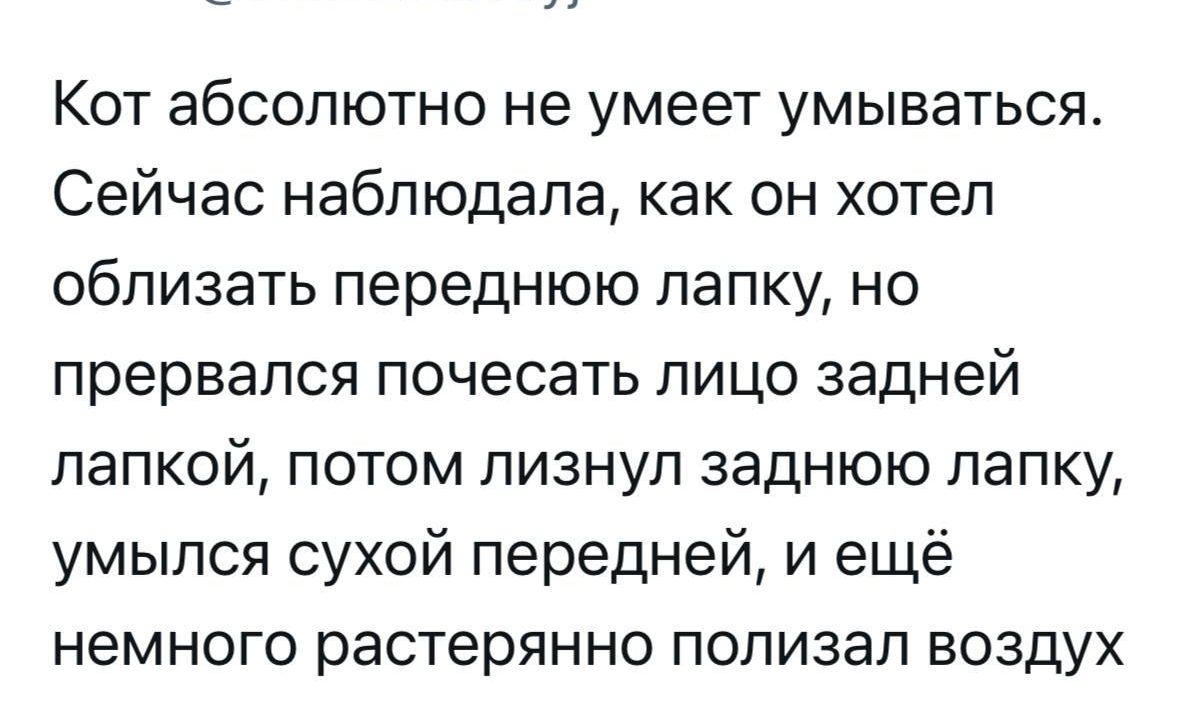 Кот абсолютно не умеет умываться. Сейчас наблюдала, как он хотел облизыват... и ещё немного растерянно полизал воздух.