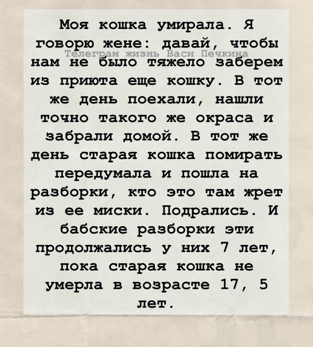 Моя кошка умирала. Я говорю жене: давай, чтобы нам не было тяжело заберем из приюта еще кошку. В тот же день поехали, нашли точно такого же окраса и забрали домой. В тот же день старая кошка помирает, передумала и пошла на разборки, кто это там жрет из её миски. Подрались. И бабские разборки эти продолжались у них 7 лет, пока старая кошка не умерла в возрасте 17,5 лет.