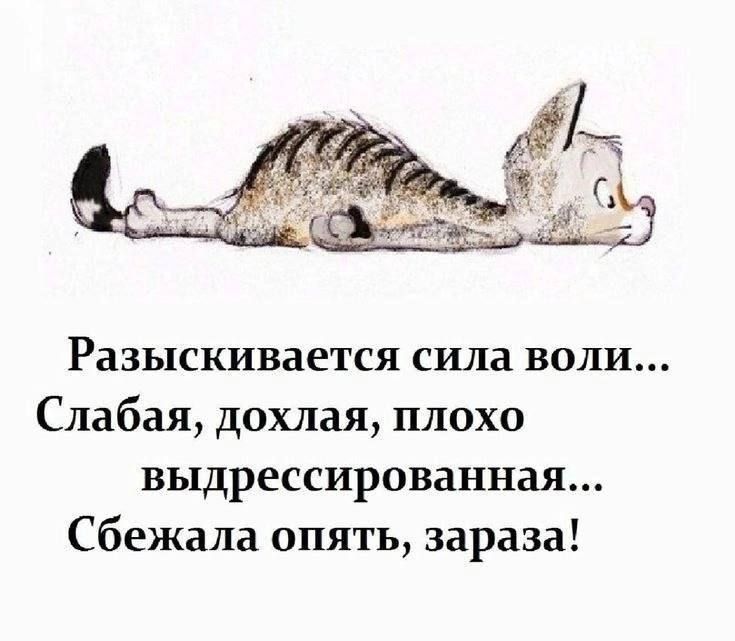 Разыскивается сила воли... Слабая, дохлая, плохо выдрессированная... Сбежала опять, зараза!