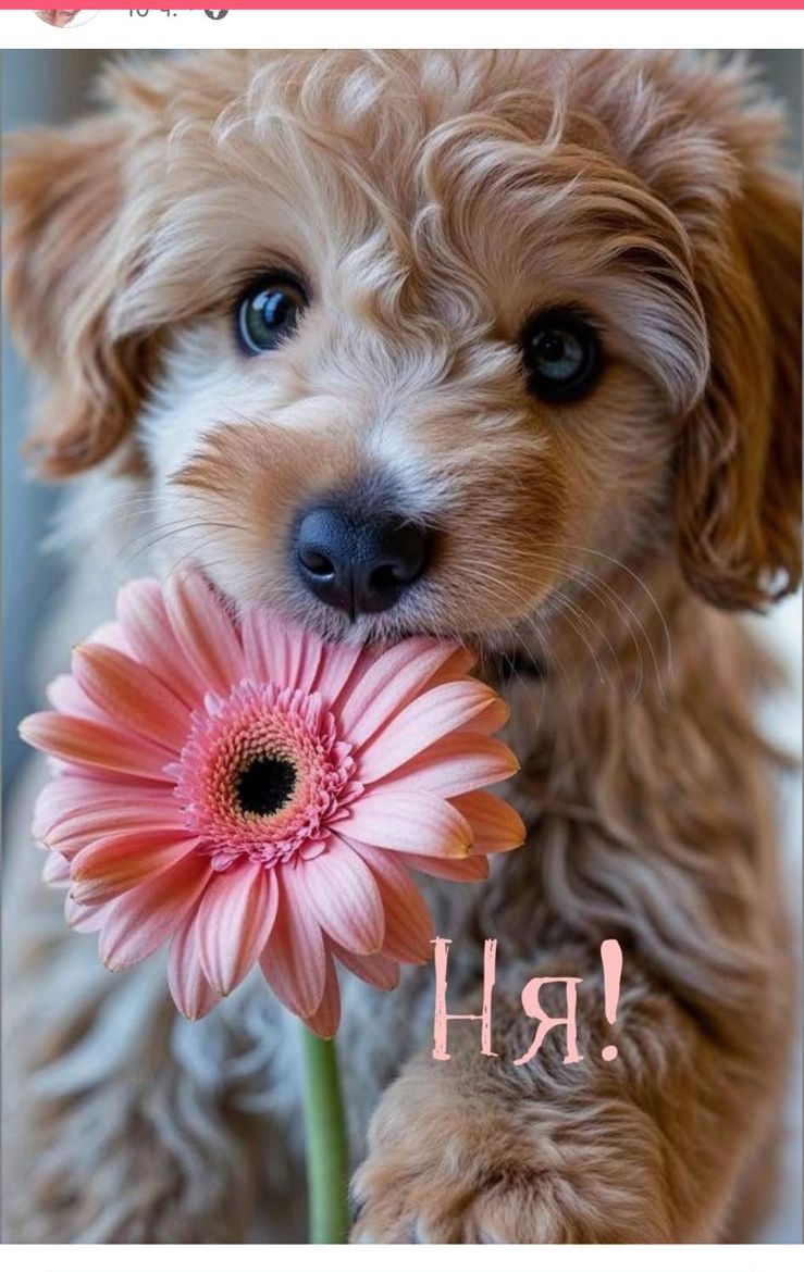 Ня!