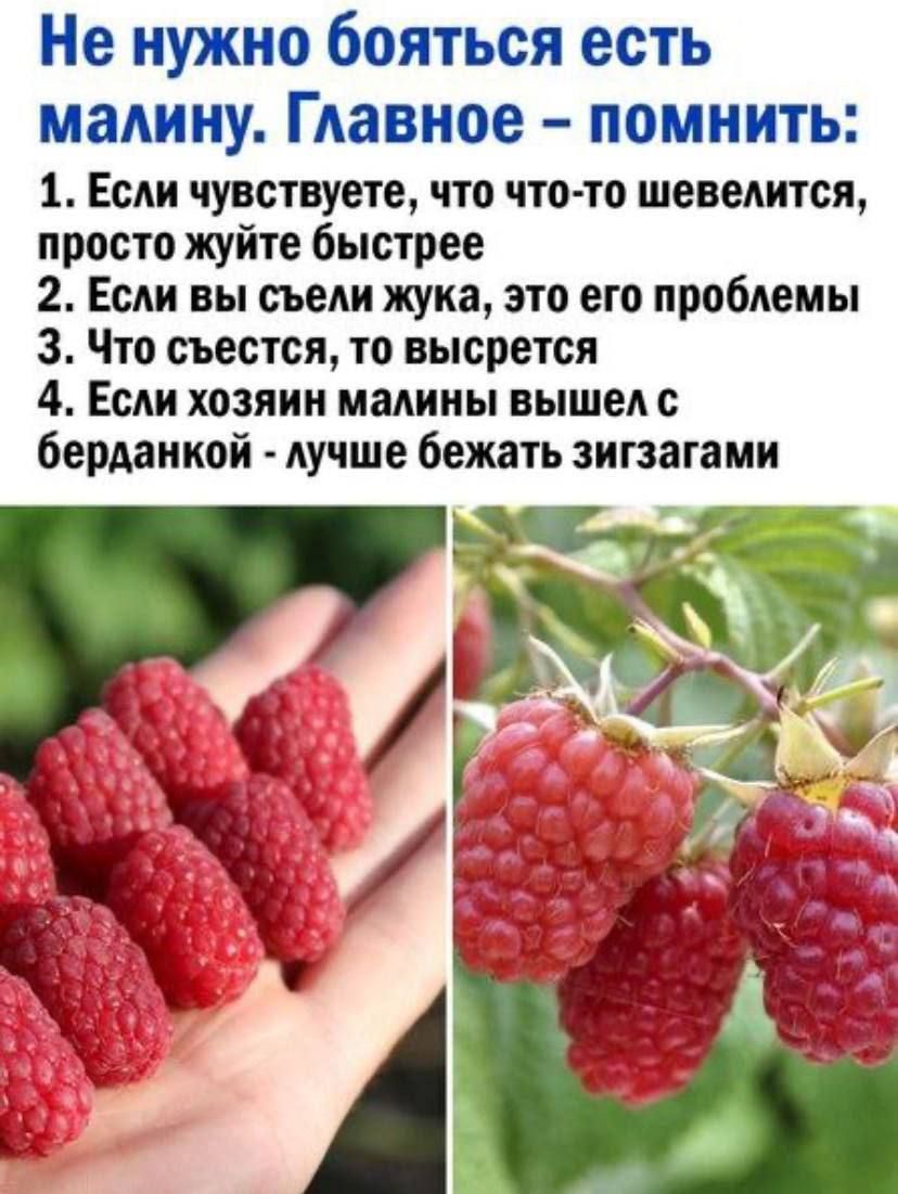 Не нужно бояться есть малину. Главное – помнить:
1. Если чувствуете, что что-то шевелится, просто жить быстрее
2. Если вы съели жука, это его проблемы
3. Что съестся, то вырастет
4. Если хозяин малины вышел с берданкой - лучше бежать зигзагами