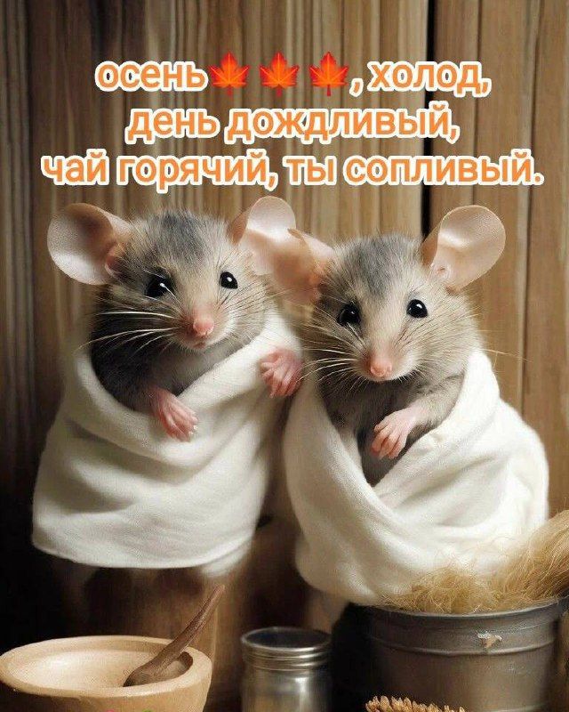 осень🍂🍁, холод
день дождливый,
чай горячий, ты сопливый.