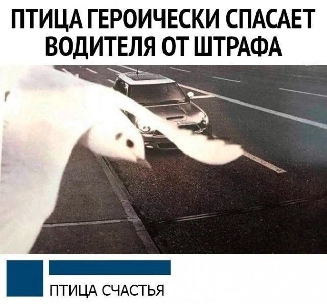 ПТИЦА ГЕРОИЧЕСКИ СПАСАЕТ ВОДИТЕЛЯ ОТ ШТРАФА
ПТИЦА СЧАСТЬЯ