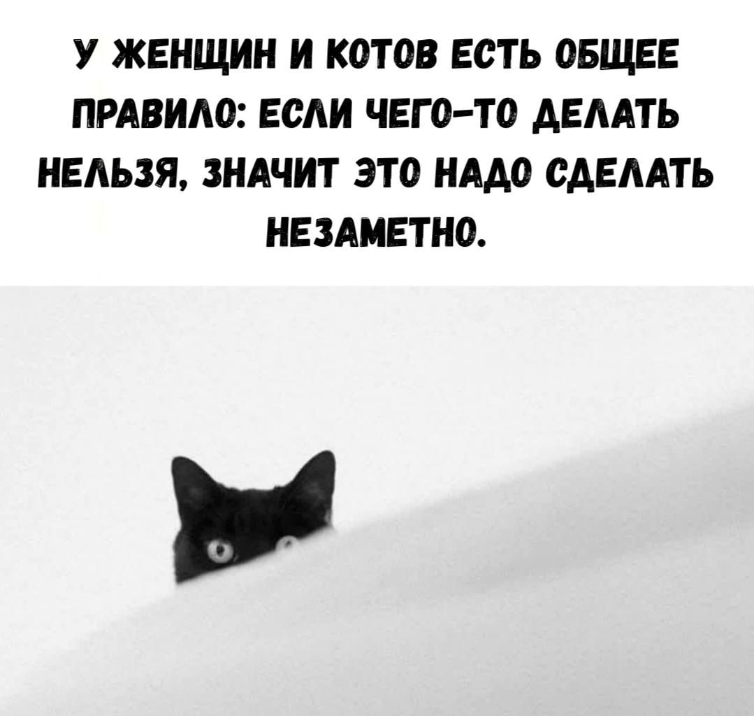 У женщин и котов есть общее правило: если чего-то делать нельзя, значит это надо сделать незаметно.