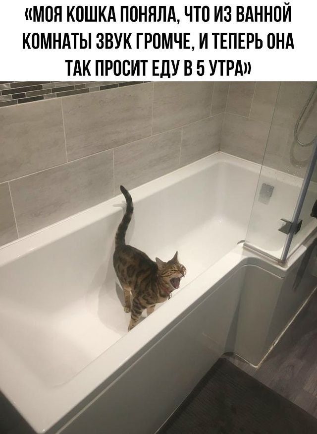 «МОЯ КОШКА ПОПОНЯЛА, ЧТО ИЗ ВАННОЙ КОМНАТЫ ЗВУК ГРОМЧЕ, И ТЕПЕРЬ ОНА ТАК ПРОСИТ ЕДУ В 5 УТРА»