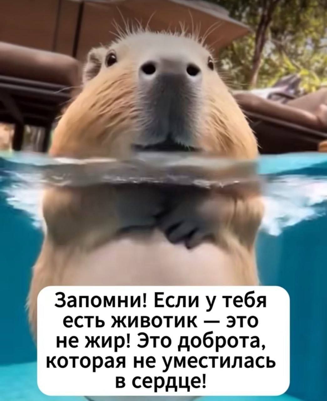 Запомни! Если у тебя есть животик — это не жир! Это доброта, которая не уместилась в сердце!