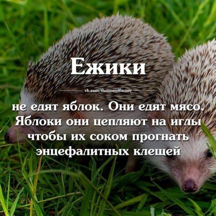 ежики
не едят яблок. Они едят мясо. Яблоки они цепляют на иглы чтобы их соком прогнать энцефалитных клещей