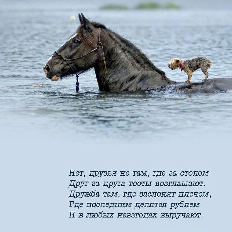 Нет, друзья не там, где за столом.
Друг за друга тосты возлагают.
Дружба там, где заложен плечом,
Где последним делятся рублем
И в любых невыгодах выручают.