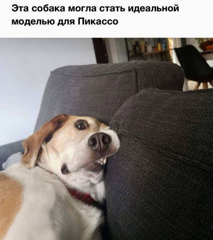 Эта собака могла стать идеальной моделью для Пикассо