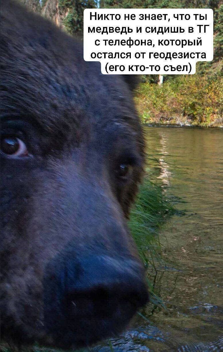 Никто не знает, что ТЫ медведь и сидишь в ТГ с телефона, который остался от геодезиста (его кто-то съел)
