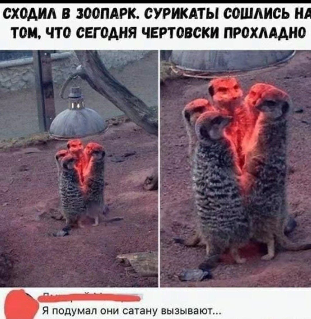Сходил в зоопарк. сурикаты сошлись на том, что сегодня чертовски прохладно. Я подумал они сатану вызывают...