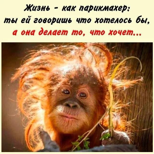 Жизнь - как парикмахер: ты ей говоришь что хотелось бы, а она делает то, что хочет...