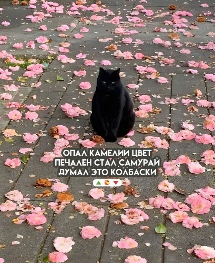 ОПАЛ КАМЕЛИНИ ЦВЕТ ПЕЧАЛЕН СТАЛ САМУРАЙ ДУМАЛ ЭТО КОЛБАСКИ
